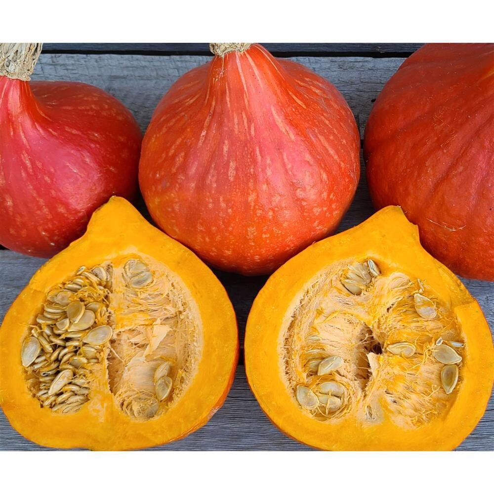 Red Kuri Squash, WTF-1e