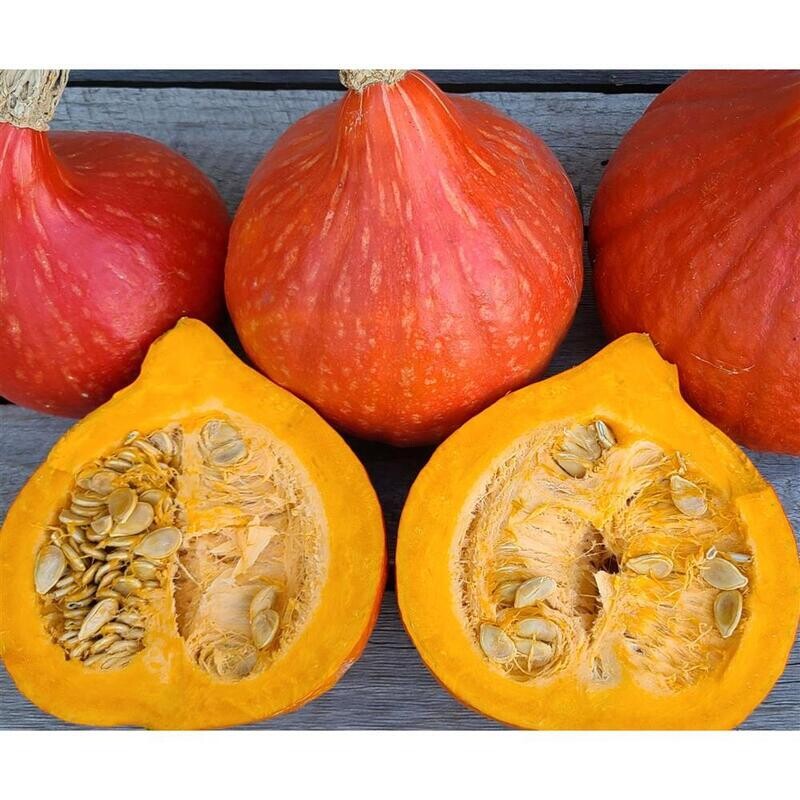 Red Kuri Squash, WTF-1e