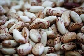 Snowcap Bean, Rancho Gordo-1#