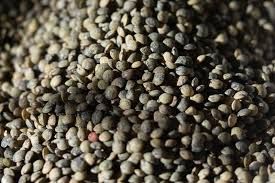 French Style Green Lentil, Rancho Gordo-1#