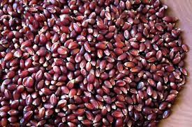 Crimson Popping Corn, Rancho Gordo-1#