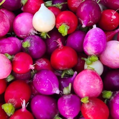 Easter Egg Radish, Dixie Acres-1 bunch