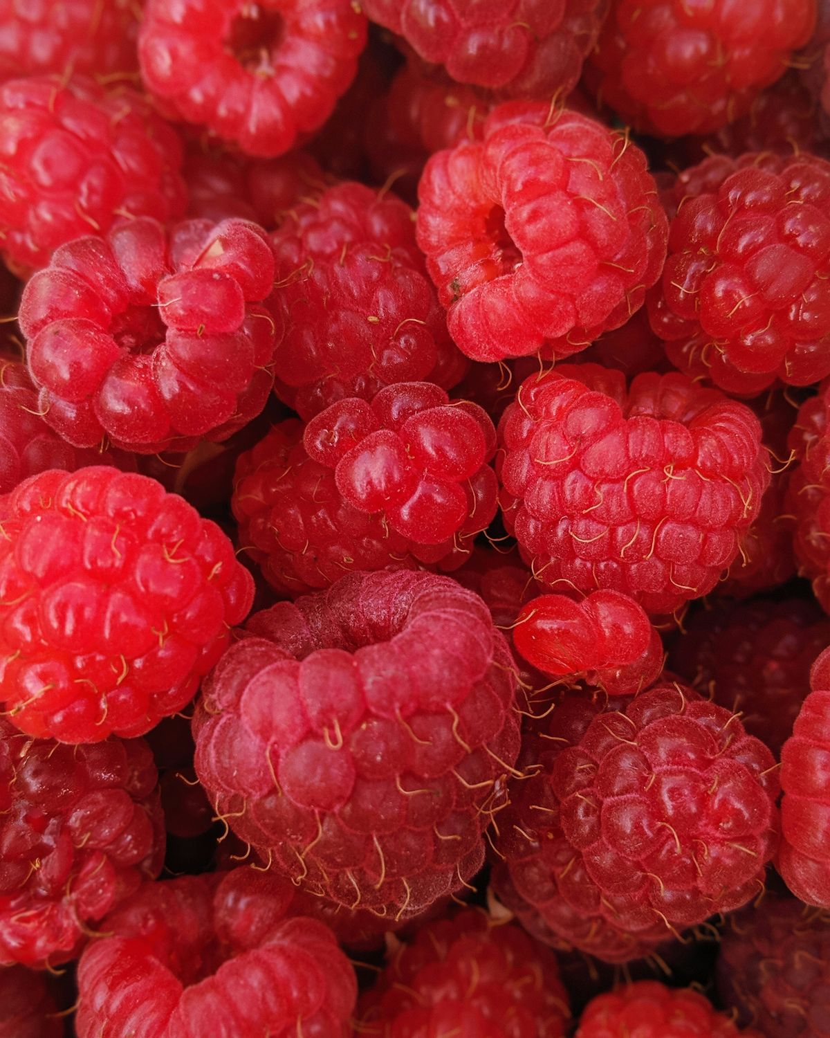 Raspberries, WTF-1/2 Pint