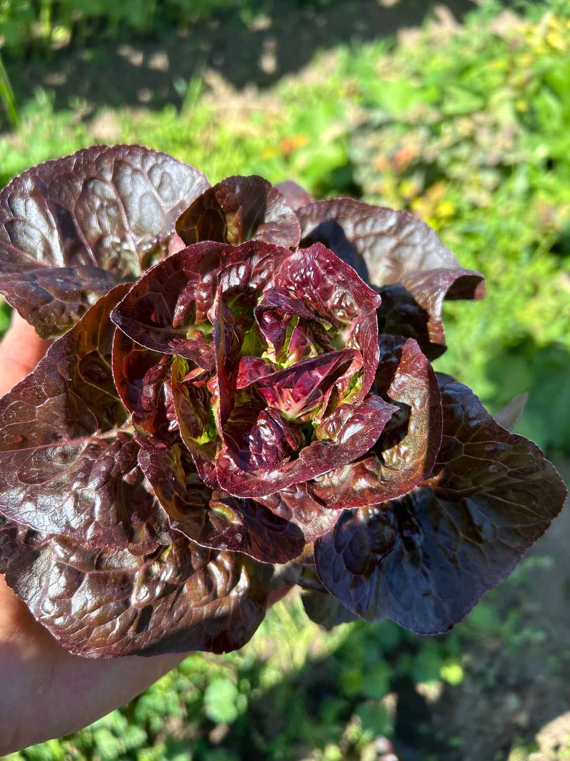 Little Gem Lettuce, WTF