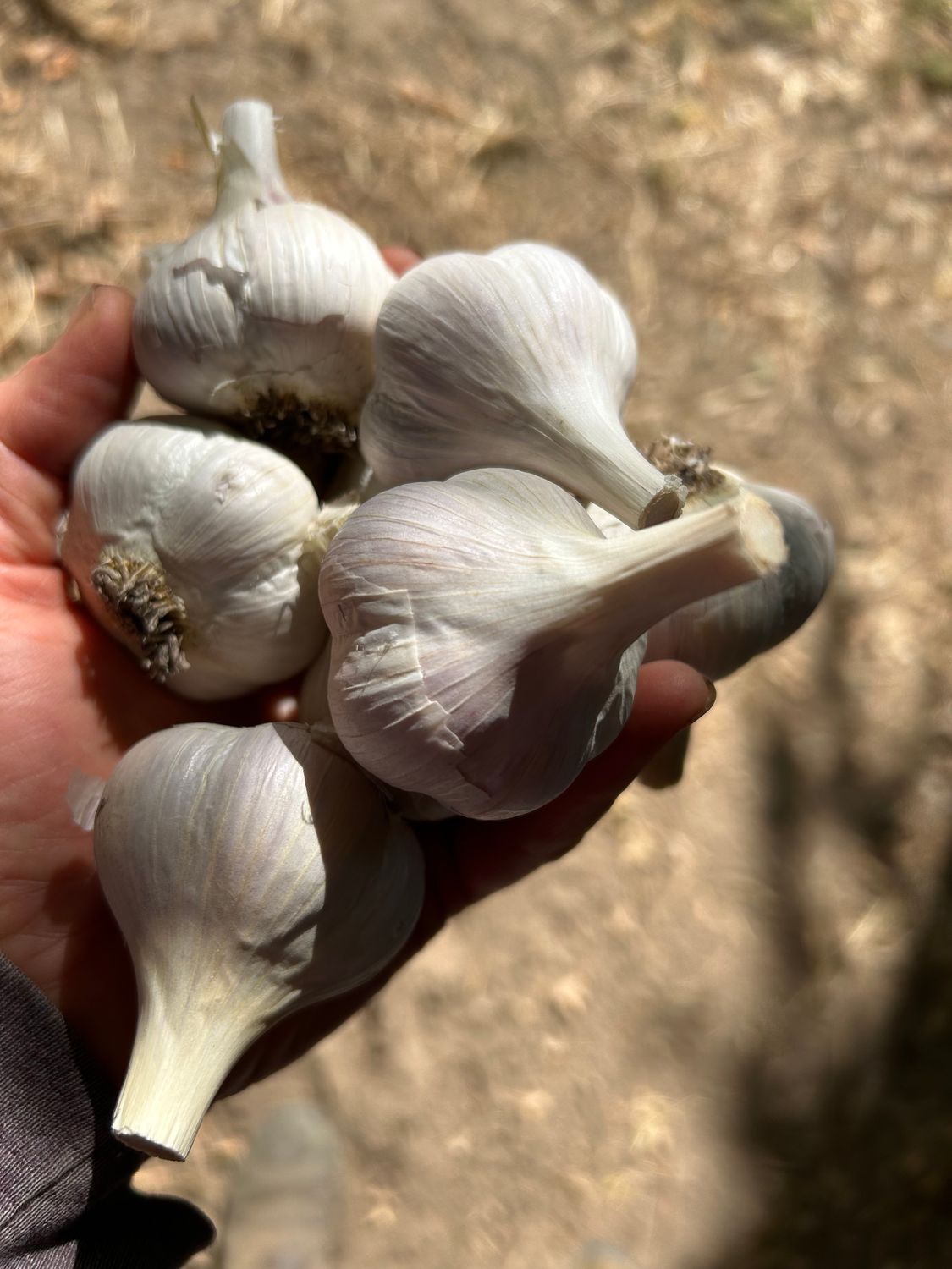 Ivan Garlic, Lazy Mule Farm- 1 Head