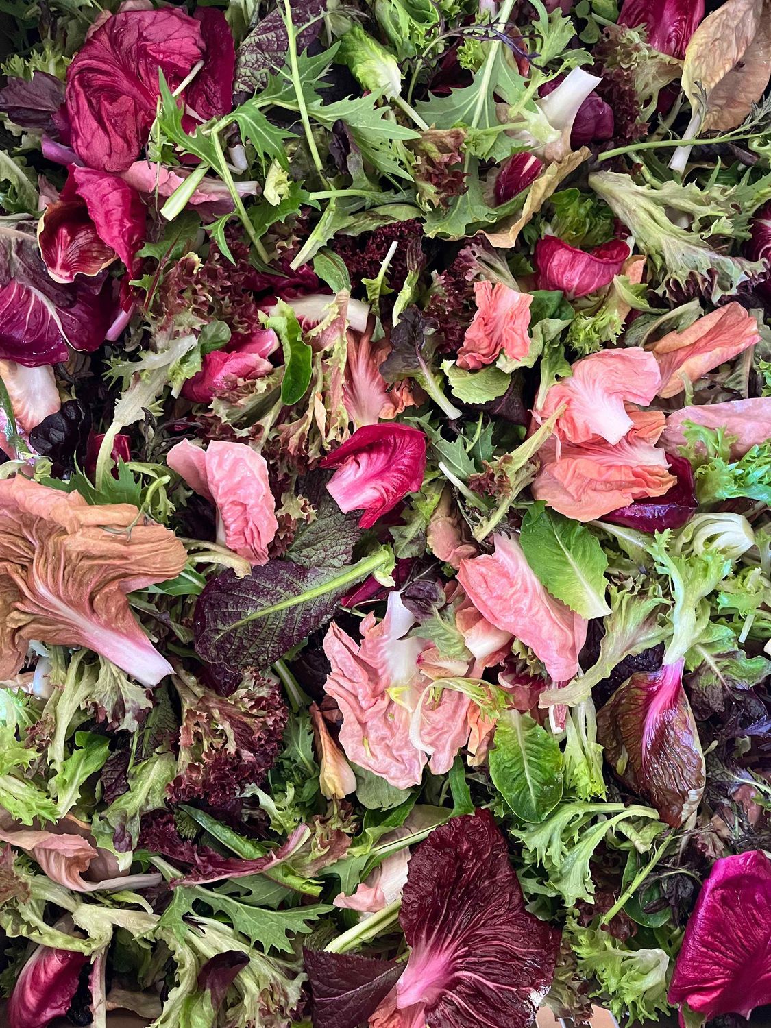 Wild &amp; Fancy Salad Mix, Hayshaker-1/2#