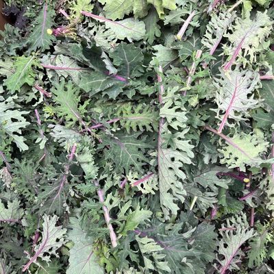 Russian Kale Mix, WTF-1/2#