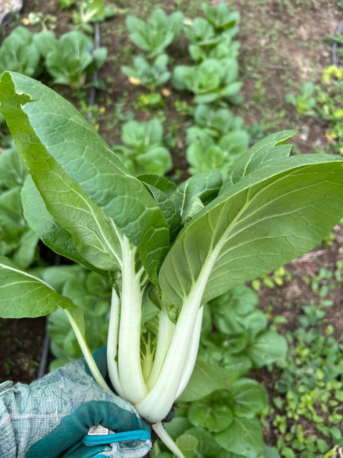 Yu Choi, Hayshaker-1 bunch