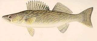 Walleye- 1#
