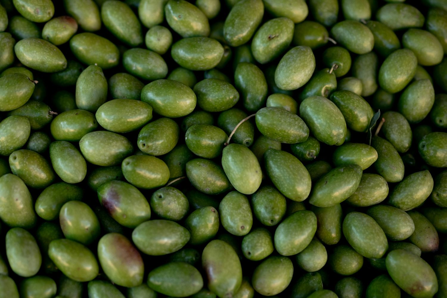 Lucques Olives- 8oz