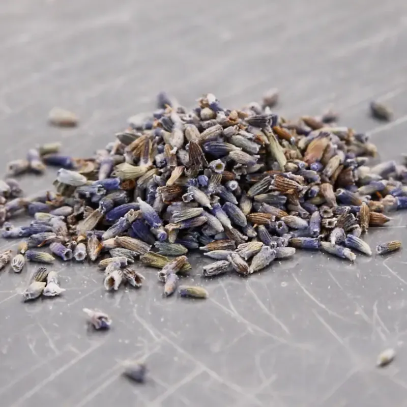 Lavender Flowers