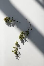 Oregano from Taygetus, Daphnis and Chloe-17g