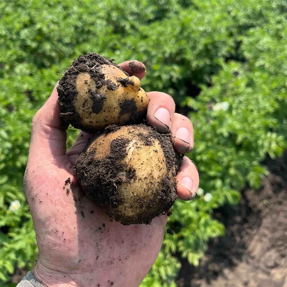 New Potatoes, Hayshaker-2#