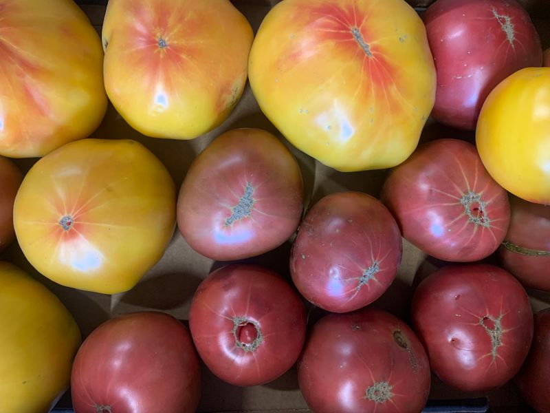 Rainbow Slicer Tomatoes (Large), Hayshaker-1.5#