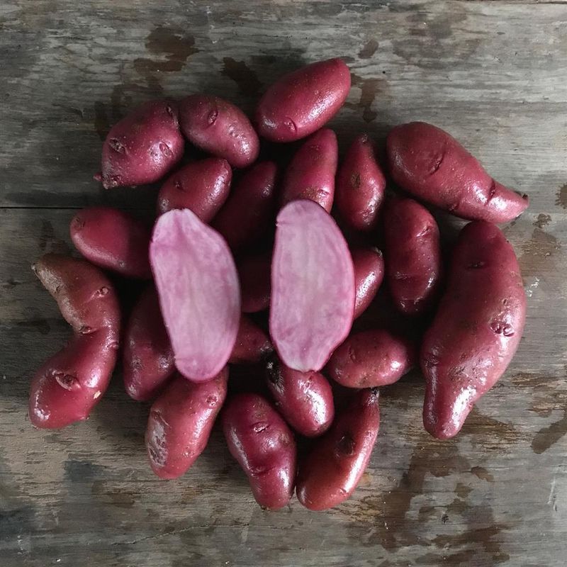 Red Thumb Fingerling Potatoes, Hayshaker-2#