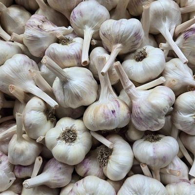 Garlic Head, Dixie Acres-1e