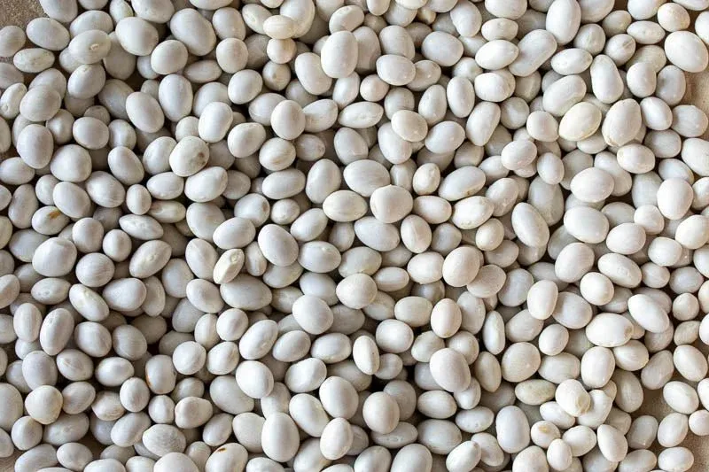Caballero Bean, Rancho Gordo-1#
