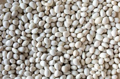 Caballero Bean, Rancho Gordo-1#