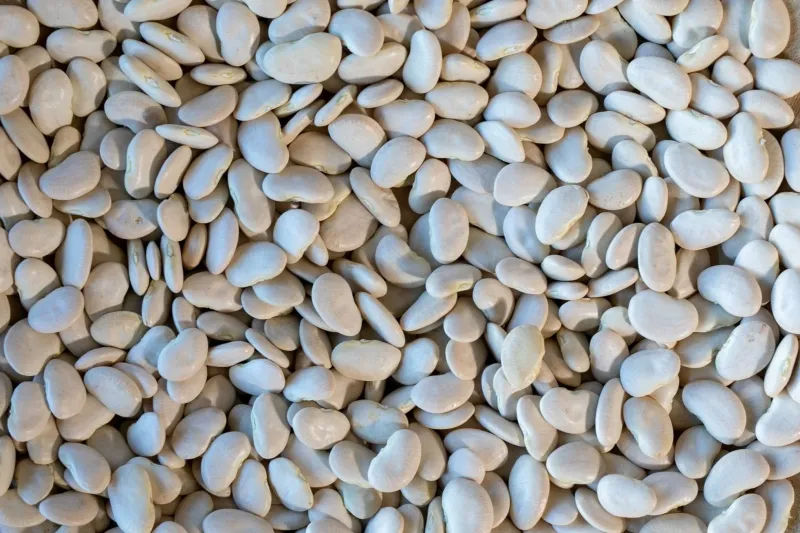 Large White Lima Bean, Rancho Gordo-1#