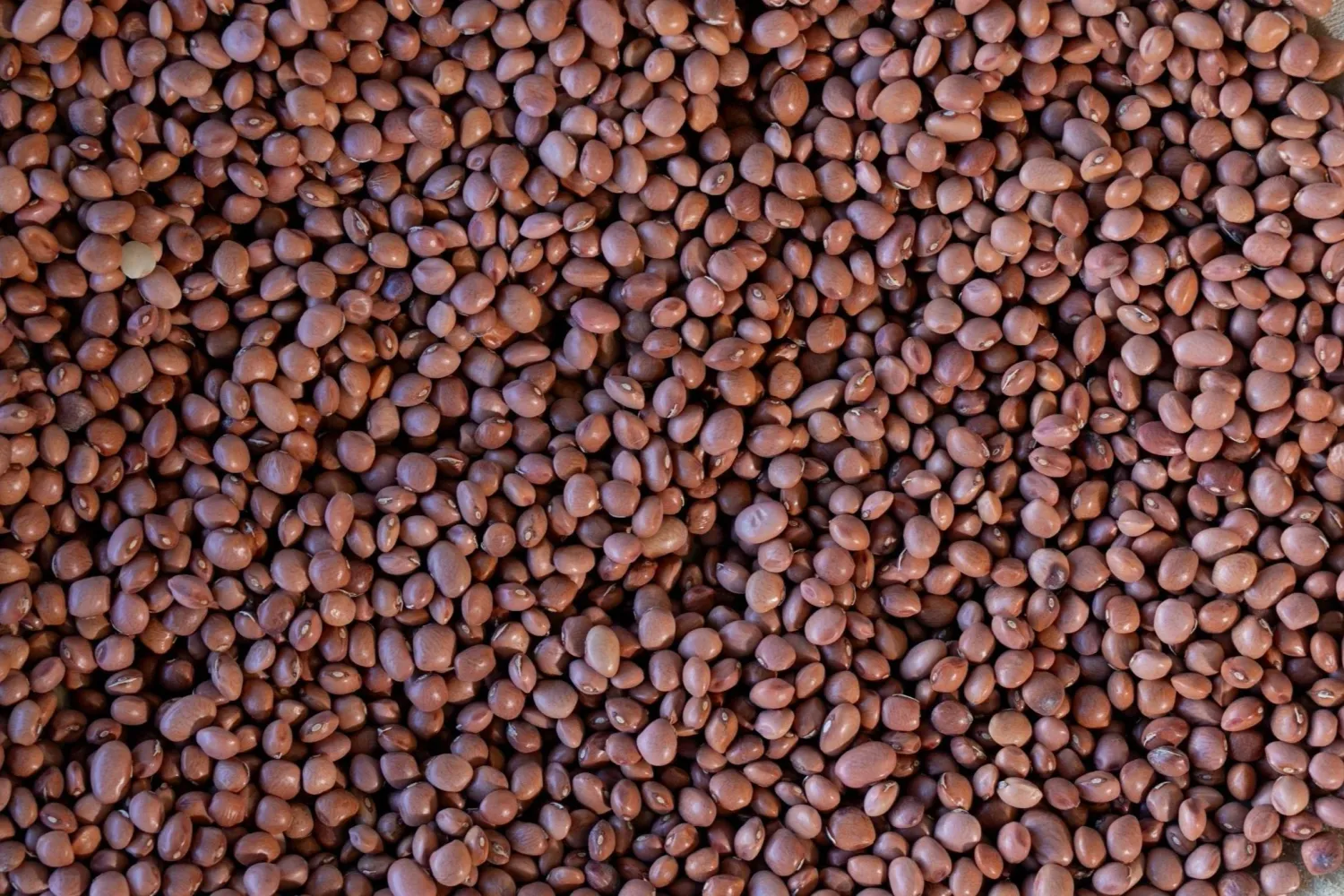 Santa Maria Pinquito Bean, Rancho Gordo-1#