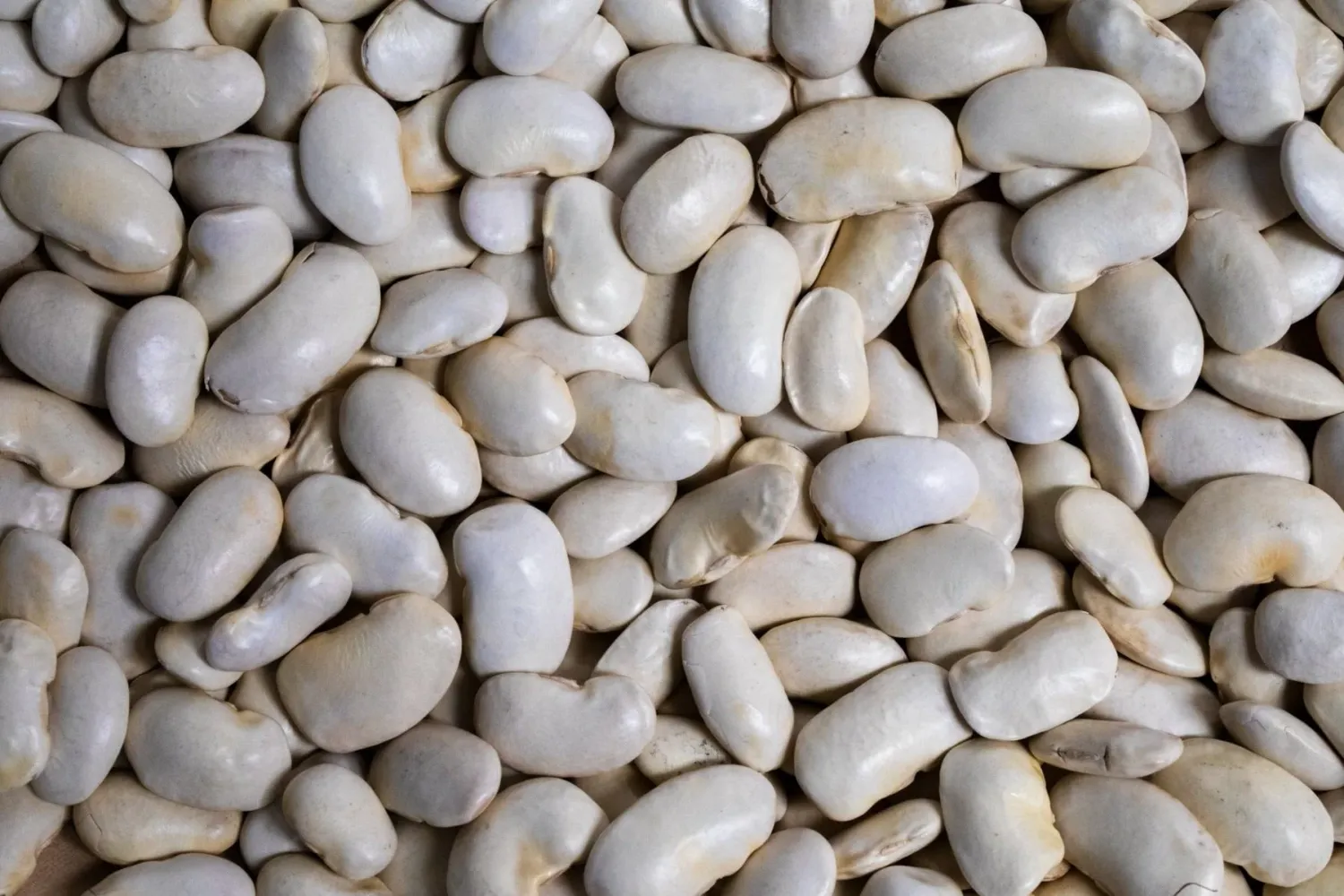 Royal Corona Bean, Rancho Gordo-1#