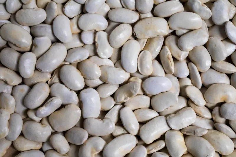 Royal Corona Bean, Rancho Gordo-1#