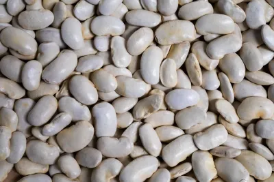 Royal Corona Bean, Rancho Gordo-1#