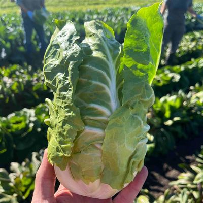 Yellowstone Verona Radicchio-1e