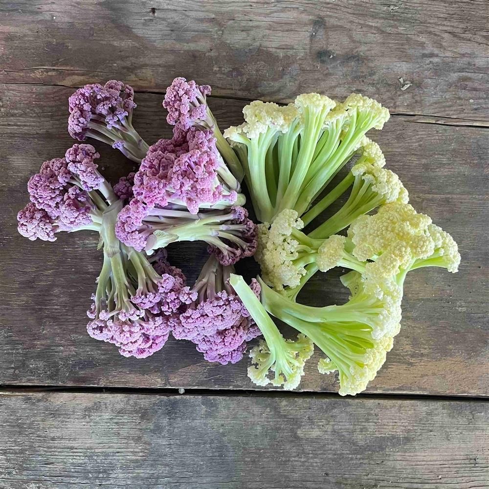 Fioretto Florettes, Hayshaker- 1#