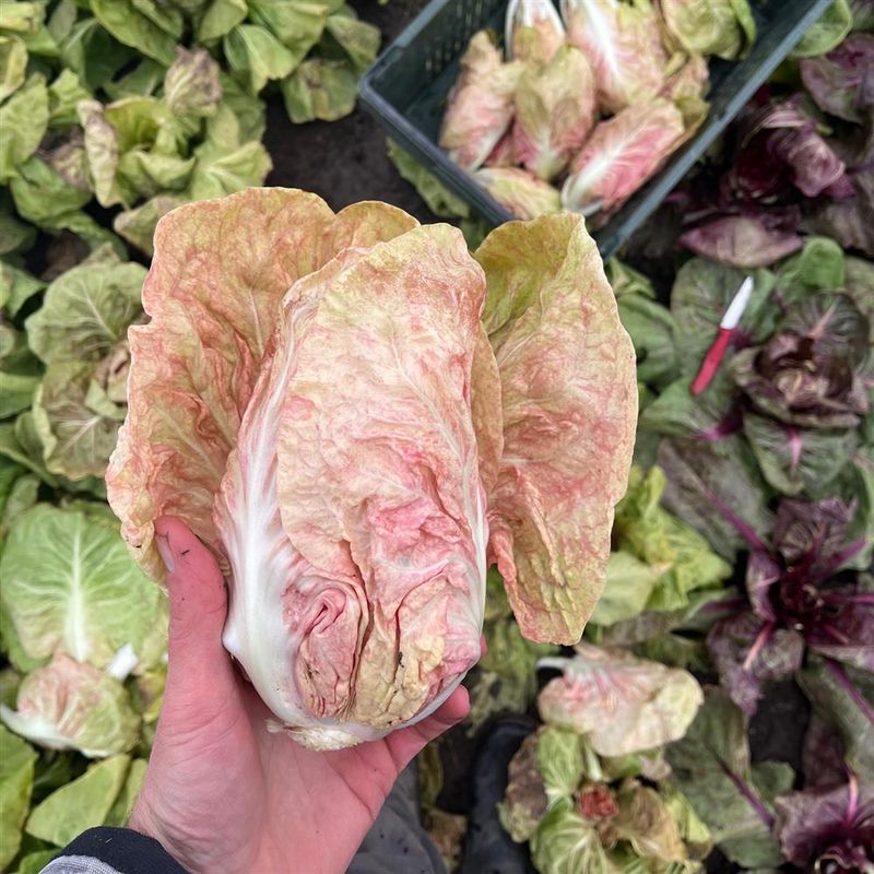 Rosa del Veneto Radicchio, Hayshaker- 1e