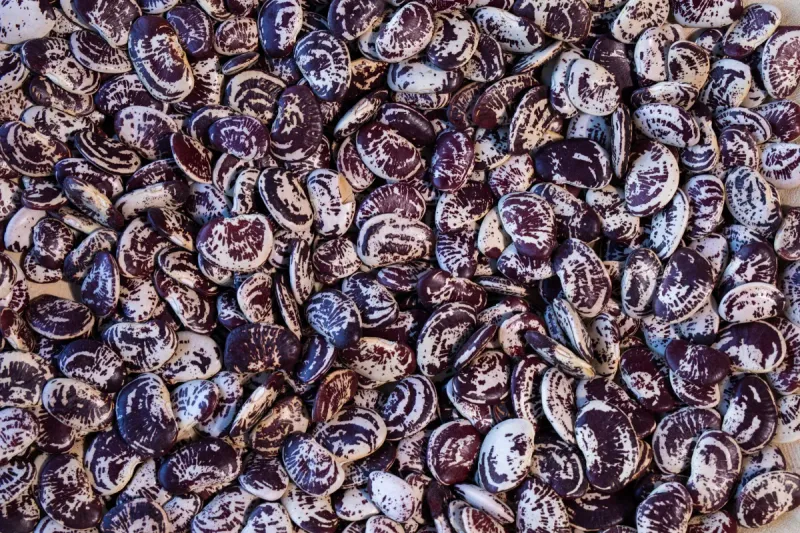 Christmas Lima Bean, Rancho Gordo- 1#