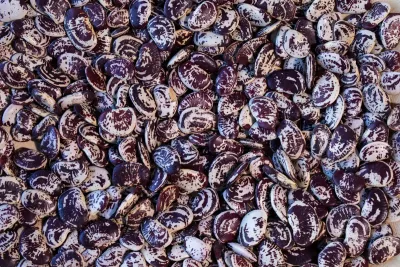 Christmas Lima Bean, Rancho Gordo- 1#