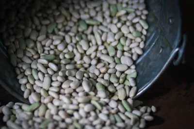 Flageolet Bean, Rancho Gordo-1lb
