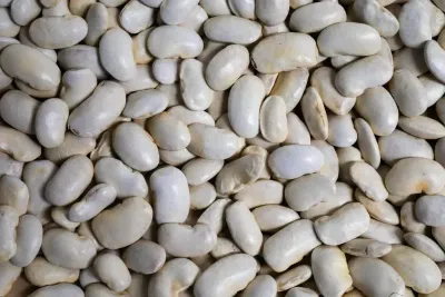 Royal Corona Bean, Rancho Gordo-1#