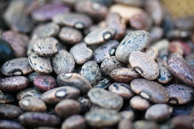 Moro Bean, Rancho Gordo-1#