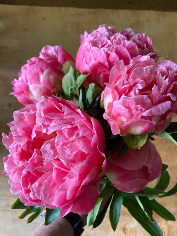 Peony Bouquet, WTF