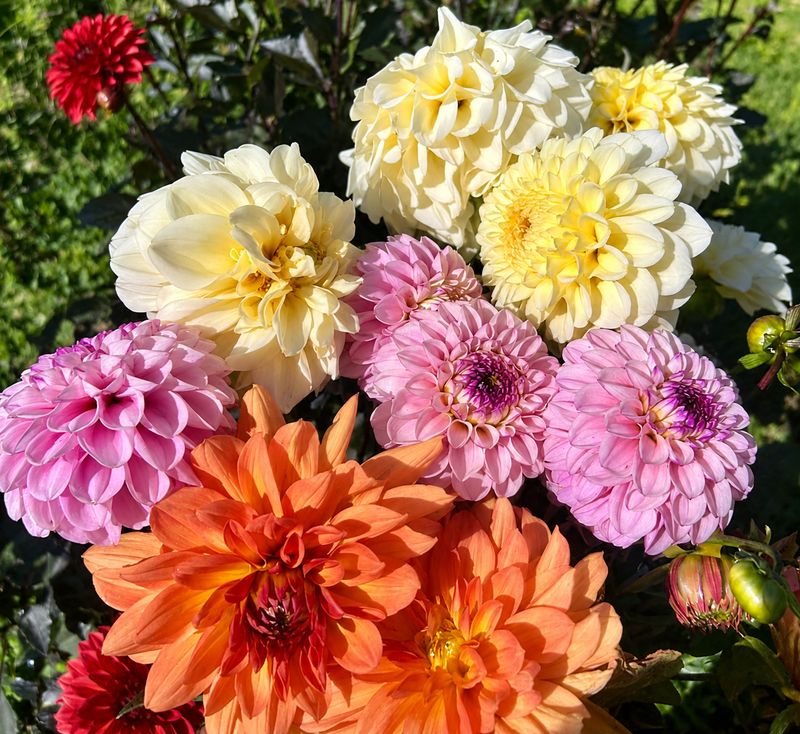 Dahlia Bouquet, WTF