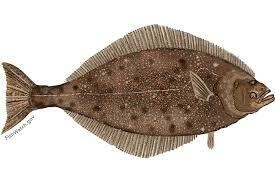 Halibut, AK -1#