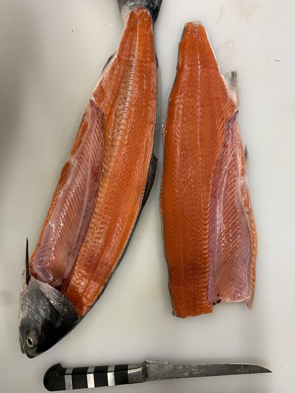 Sockeye Salmon, AK- 1#