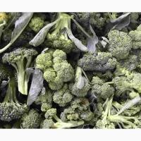 Broccoli Shoots, WTF-1#