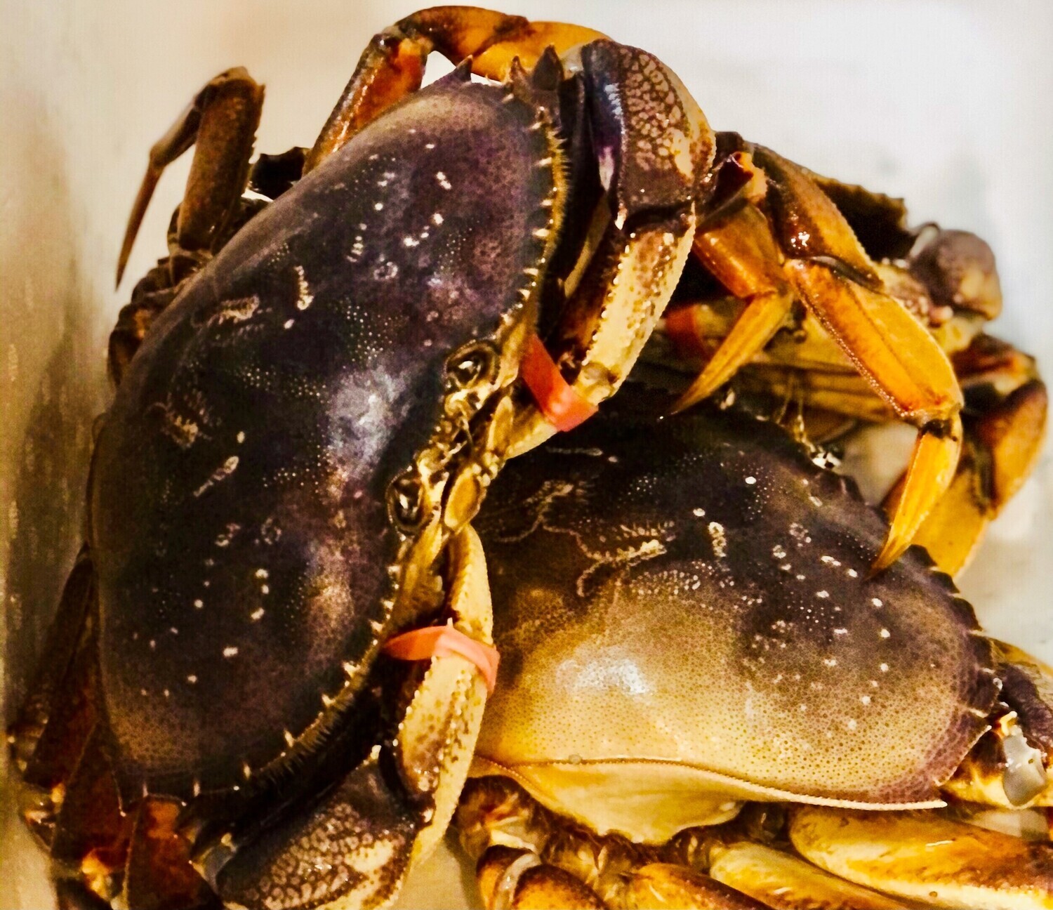 Dungeness Crab (Whole Cooked &amp; Cleaned)-1e