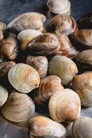 Littleneck Clams-1#