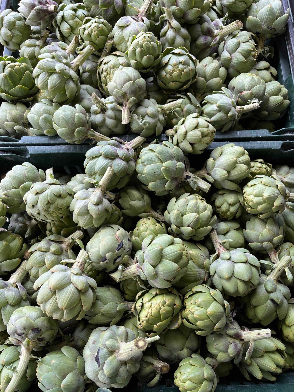 Artichokes, Hayshaker-1#