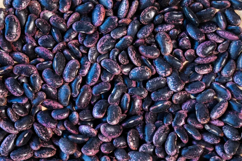 Scarlet Runner Bean, Rancho Gordo- 1#
