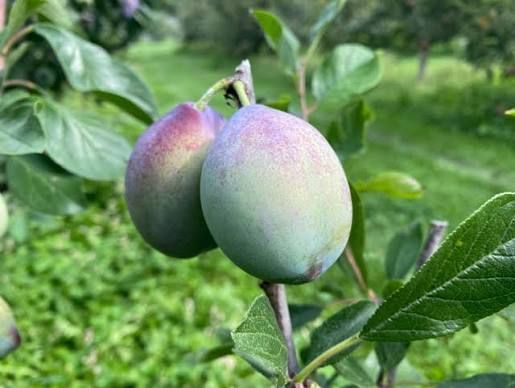 Empress Plums, Edwards Farm-1.5#