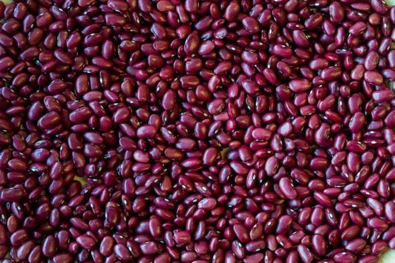 Hidatsa Red Bean, Rancho Gordo- 1#