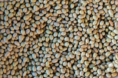 Mayocoba Bean, Rancho Gordo- 1#