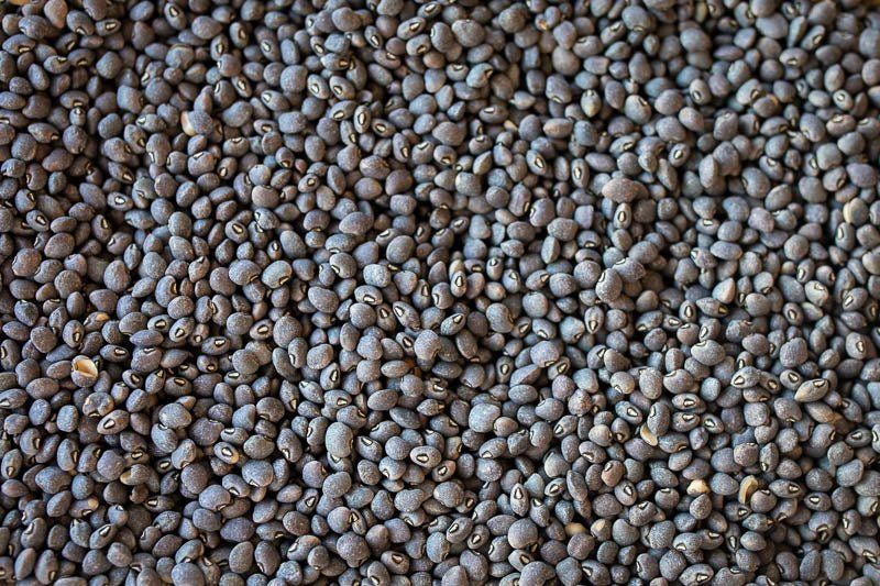 Blue Goose Field Pea, Rancho Gordo- 1#