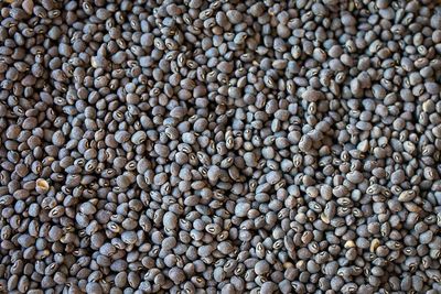 Blue Goose Field Pea, Rancho Gordo- 1#
