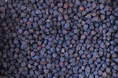 Black Garbanzo Bean, Rancho Gordo- 1#